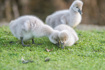 outdoor portrait of baby bird swan on green grass background