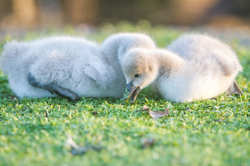 outdoor portrait of baby bird swan on green grass background
