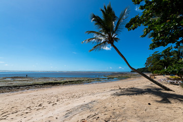 Lone coconut tree on paradise beach