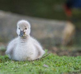 baby bird swan on green grass background
