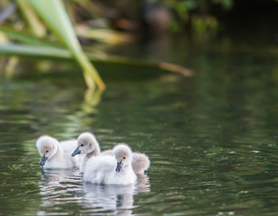 baby bird swan on natural background