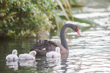 mother swan with her baby chicks