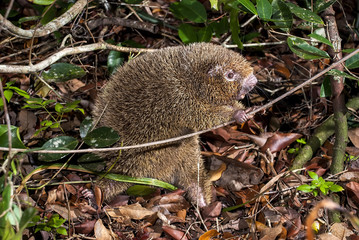 Ouriço-preto (Chaetomys subspinosus) | Bristle-spined rat fotografado em Guarapari, Espírito Santo -  Sudeste do Brasil. Bioma Mata Atlântica. 