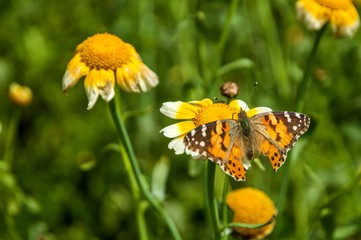 Butterfly and flower closeup 