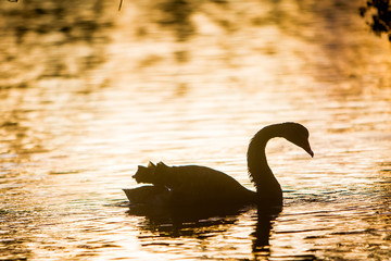 silhouette of swan bird on sunset water background