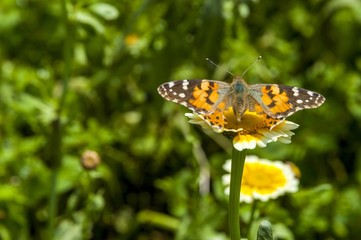 Butterfly and flower closeup 