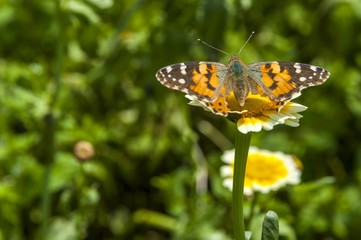 Obraz premium Butterfly and flower closeup 