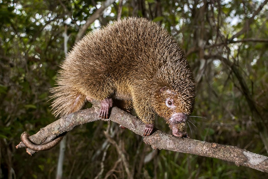Ouri&ccedil;o-preto (Chaetomys subspinosus) | Bristle-spined rat fotografado em Guarapari, Esp&iacute;rito Santo -  Sudeste do Brasil. Bioma Mata Atl&acirc;ntica. 