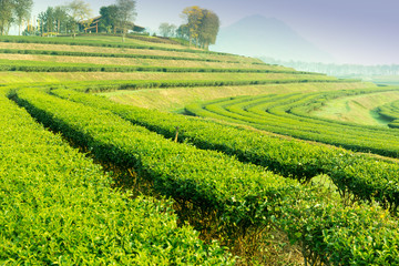 Fototapeta na wymiar Tea plantation on hillside