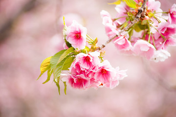 Fototapeta na wymiar close up of pink cherry blossom-sakura