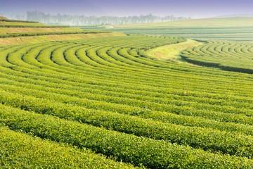 tea garden in the fog morning