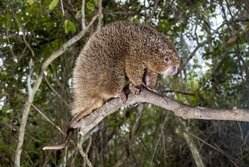 Ouriço-preto (Chaetomys subspinosus) | Bristle-spined rat fotografado em Guarapari, Espírito Santo -  Sudeste do Brasil. Bioma Mata Atlântica. 