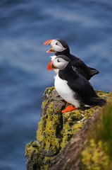 Atlantic Puffin in Latrabjarg cliffs, Iceland.