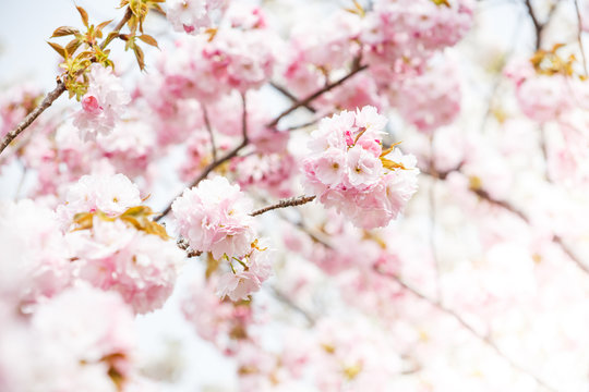 close up of pink cherry blossom-sakura © Laddawan