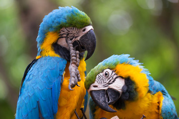 Blue & Gold Macaw concept love