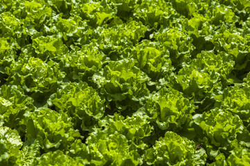 Lettuce vegetable  