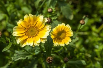Crown daisy flower closeup 