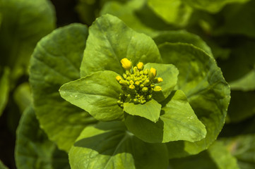 Chinese cabbage vegetable closeup 