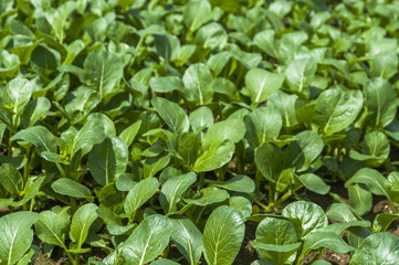Chinese cabbage vegetable closeup 