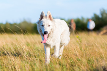 portrait of a white German Shepherd