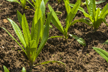 Asparagus lettuce