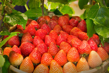 background from freshly harvested strawberries