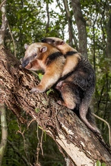 Tamanduá-mirim (Tamandua tetradactyla) | Southern tamandua fotografado em Guarapari, Espírito Santo -  Sudeste do Brasil. Bioma Mata Atlântica. 