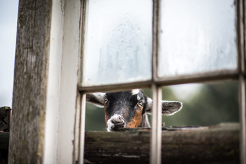 Goat in a window frame