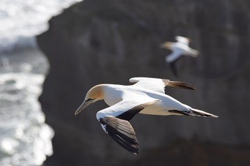 Fototapeta premium Gannets colony, Muriwai, New Zealand