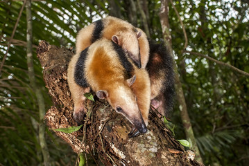 Tamanduá-mirim (Tamandua tetradactyla) | Southern tamandua fotografado em Guarapari, Espírito Santo -  Sudeste do Brasil. Bioma Mata Atlântica. 
