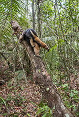 Tamanduá-mirim (Tamandua tetradactyla) | Southern tamandua fotografado em Guarapari, Espírito Santo -  Sudeste do Brasil. Bioma Mata Atlântica. 