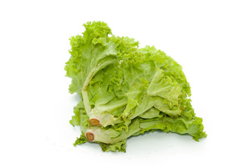 fresh lettuce isolated on white background
