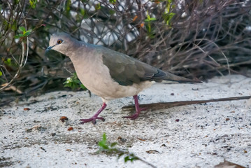 Juriti-pupu (Leptotila verreauxi) | White-tipped Dove  fotografado em Guarapari, Espírito Santo -  Sudeste do Brasil. Bioma Mata Atlântica.