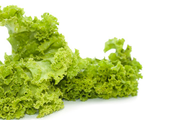 fresh lettuce isolated on white background