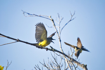 Suiriri (Tyrannus melancholicus) | Tropical Kingbird  fotografado em Guarapari, Espírito Santo -  Sudeste do Brasil. Bioma Mata Atlântica.