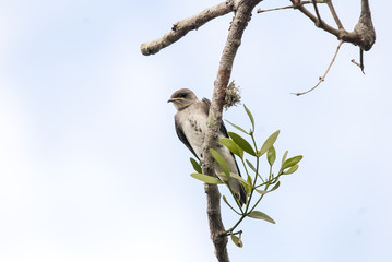 Andorinha-do-campo (Progne tapera) | Brown-chested Martin  fotografado em Guarapari, Espírito Santo -  Sudeste do Brasil. Bioma Mata Atlântica.