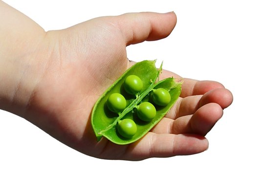 Child hand holding opened clove of pea Pisum Sativum with five peas in palm, white background. 