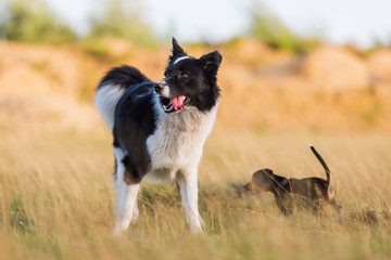 border collie in a summer meadow
