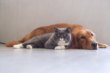 British shorthair cats and Golden Retriever