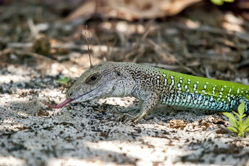 Calango-verde (Ameiva ameiva) | Giant ameiva  fotografado em Guarapari, Espírito Santo -  Sudeste do Brasil. Bioma Mata Atlântica.