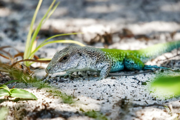 Calango-verde (Ameiva ameiva) | Giant ameiva  fotografado em Guarapari, Espírito Santo -  Sudeste do Brasil. Bioma Mata Atlântica.