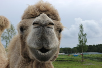 Face of the smiling camel in the zoo close up