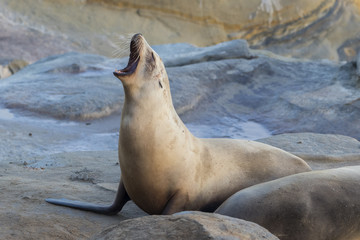 Male California Sea Lion calling - San Diego, California