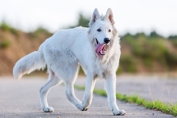 Obraz premium white German Shepherd dog outdoors