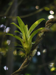 Brom&eacute;lia (flora) | Bromeliad  fotografado em Guarapari, Esp&iacute;rito Santo -  Sudeste do Brasil. Bioma Mata Atl&acirc;ntica.