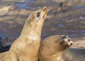 Male California Sea Lions battling over territory - San Diego, California
