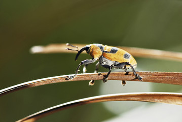 Besouro Gorgulho-amarelo (Cholus flavofasciatus) | Yellow weevil beetle  fotografado em Guarapari,...