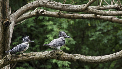Crested pair - 169643395