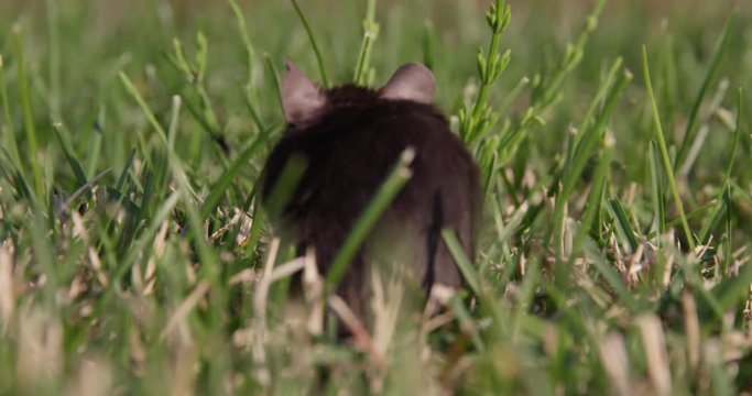 small mouse eating in grass from behind
