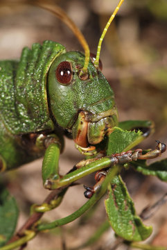 Gafanhoto-gigante (Tropidacris collaris) | Giant grasshopper  fotografado em Guarapari, Espírito Santo -  Sudeste do Brasil. Bioma Mata Atlântica.